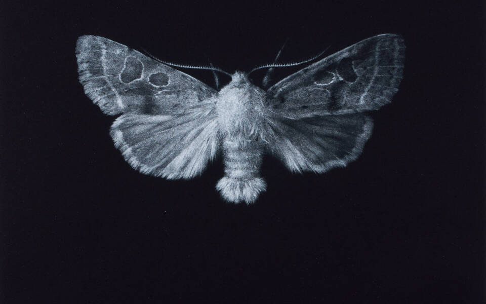 Sarah Gillespie, Common Quaker Moth