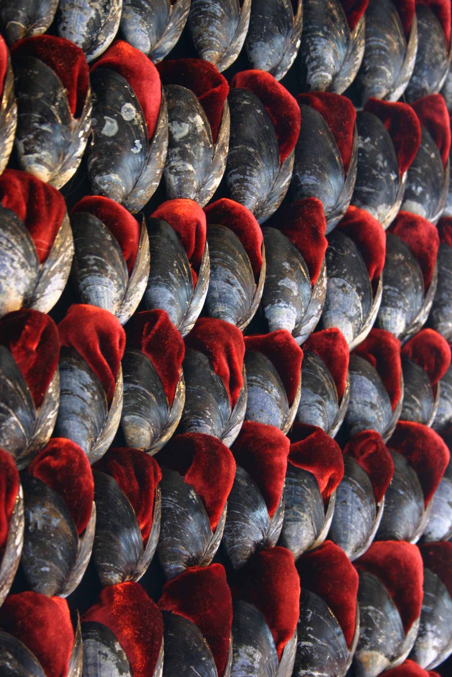 A close up of dozens of mussel shells stuffed with red velvet.